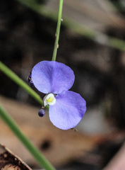 Comesperma sphaerocarpum