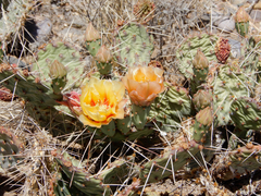 Opuntia tortispina