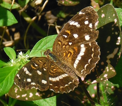 Anthanassa ptolyca amator