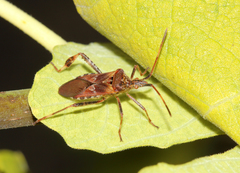 Leptoglossus occidentalis