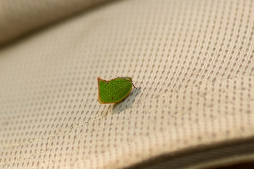 Salurnis marginella, 2026-10-03