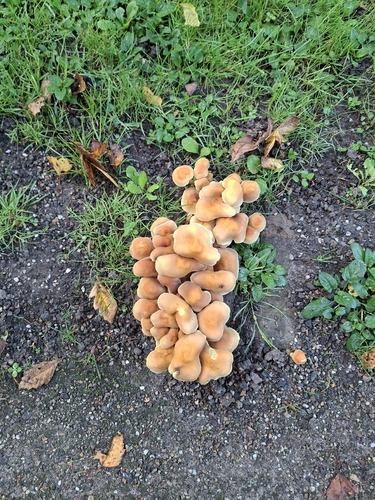 Sulphur Tuft