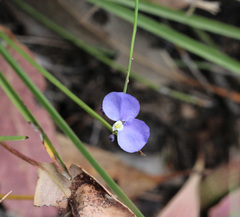 Comesperma sphaerocarpum