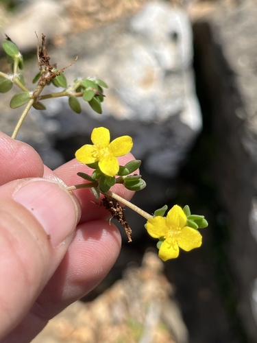 Portulaca quadrifida observed 2026-10-04