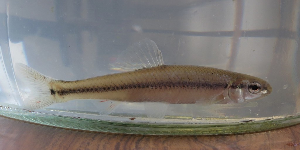 Bluntnose Minnow (Fishes of the Upper Green River, KY) · iNaturalist
