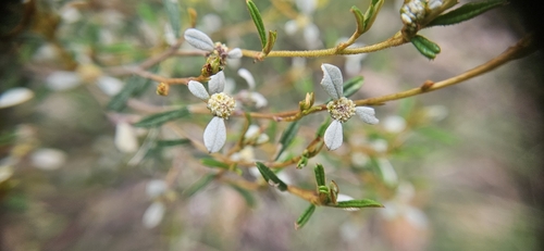 Spyridium vexilliferum observed 2026-10-05