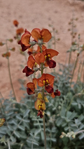 Swainsona stipularis, 2026-10-05