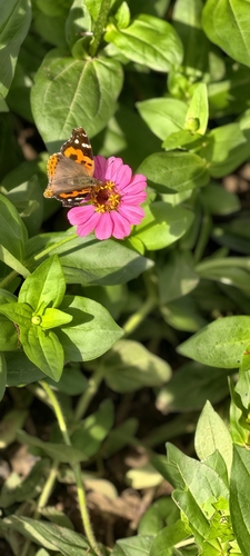 Indian Red Admiral