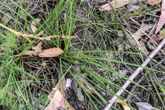 Comesperma sphaerocarpum