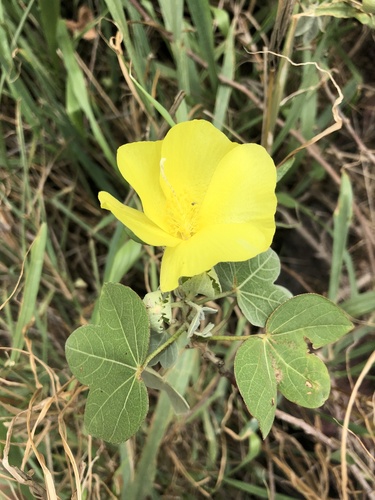 Gossypium tomentosum observed 2026-10-04