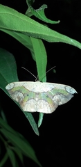 Semaeopus nisa