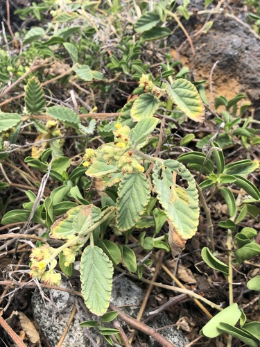 Waltheria indica observed 2026-10-04