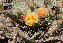Opuntia tortispina