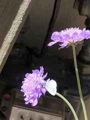Celastrina echo