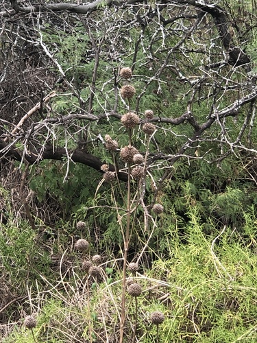 Leonotis nepetifolia observed 2026-10-04