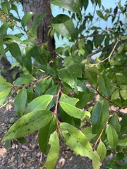 Maytenus boaria