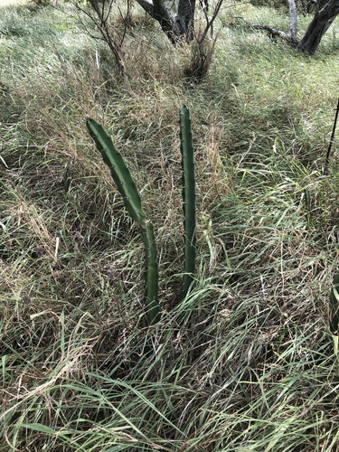 Acanthocereus tetragonus, 2026-10-04