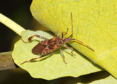 Leptoglossus occidentalis