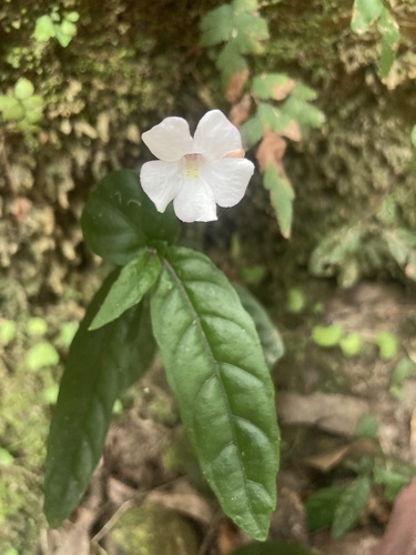 Brunoniella spiciflora, 2026-10-05
