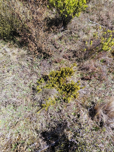 Podocarpus nivalis observed 2026-10-05