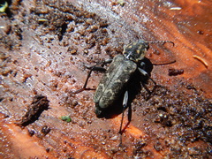 Xylotrechus rusticus