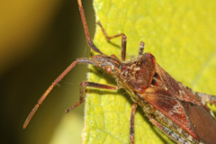 Leptoglossus occidentalis