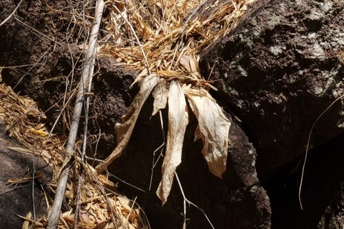 Curcuma australasica observed 2026-10-02