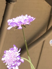 Celastrina echo