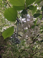 Pterostyrax psilophyllus