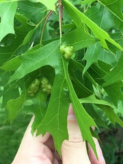 Callirhytis favosa