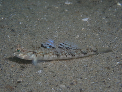 Pomatoschistus pictus