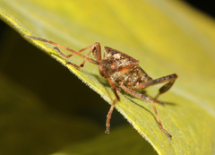 Leptoglossus occidentalis