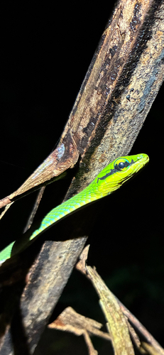 Emerald Snake