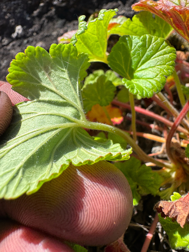 Pelargonium drummondii, photograph 1