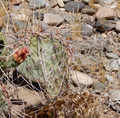 Opuntia tortispina