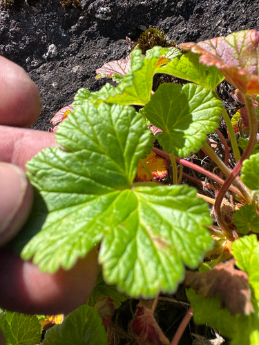 Pelargonium drummondii, photograph 2