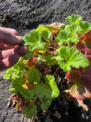 Pelargonium drummondii