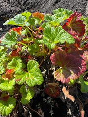 Pelargonium drummondii, photograph Tyler Anthony, CC BY, iNaturalist via GBIF