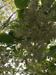Pterostyrax psilophyllus