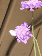 Celastrina echo