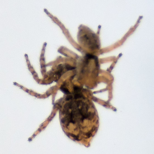 Asiatic Wall Jumping Spider