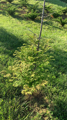 Metasequoia glyptostroboides