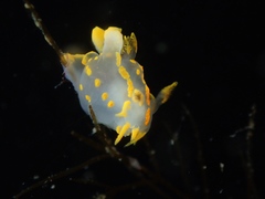 Polycera quadrilineata