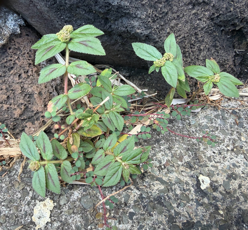 Euphorbia hirta observed 2026-10-04