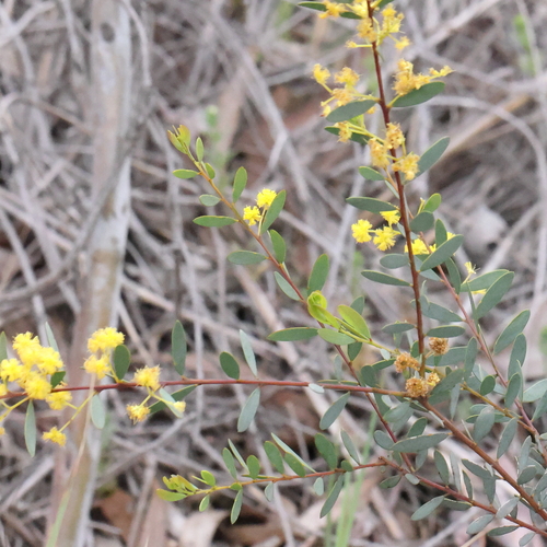 Acacia buxifolia, 2026-09-27