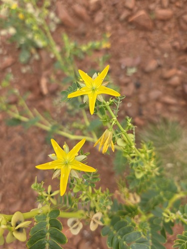 Tribulus platypterus (Tribulus platypterus)
