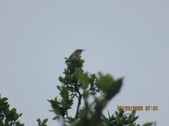 Thryomanes bewickii