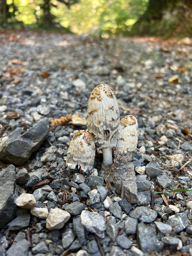 Shaggy Mane