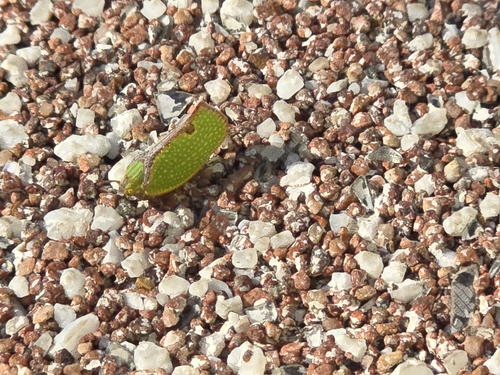 Salurnis marginella, 2026-10-05