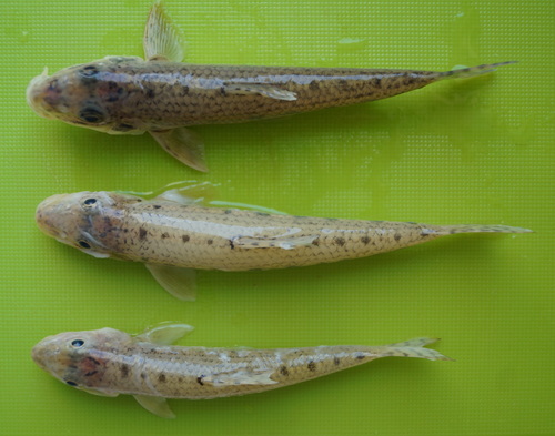 Whitefin gudgeon (Romanogobio albipinnatus) — Cyprinidae